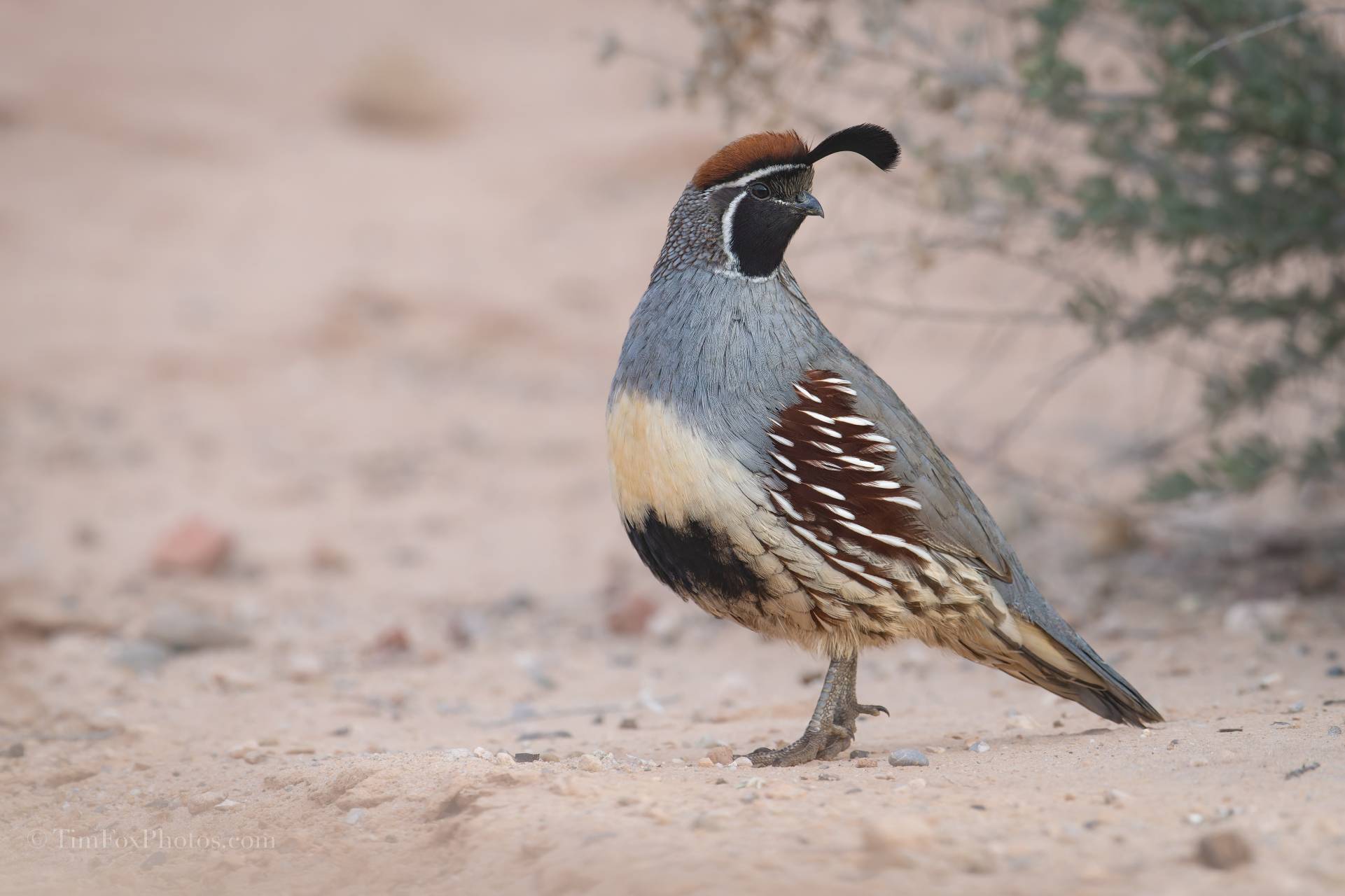 GAMBEL QUAIL