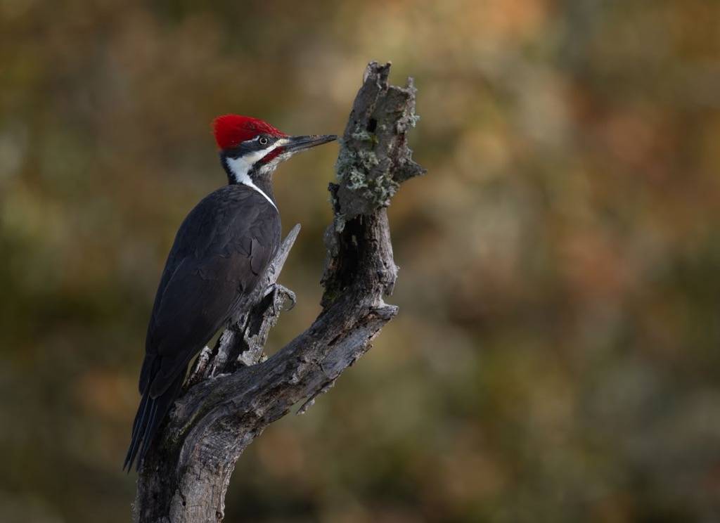 pileated woodpecker