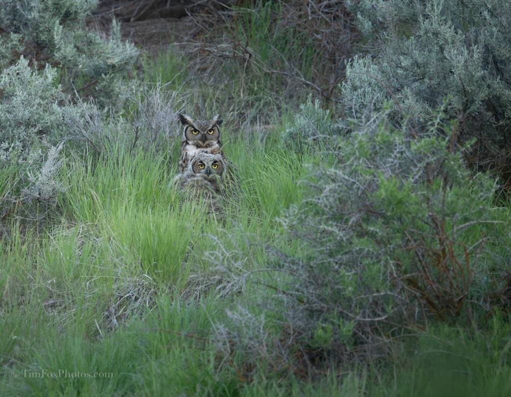 Great Gray horned owl and owlet