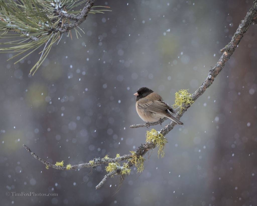 Dark-eyed Junco
