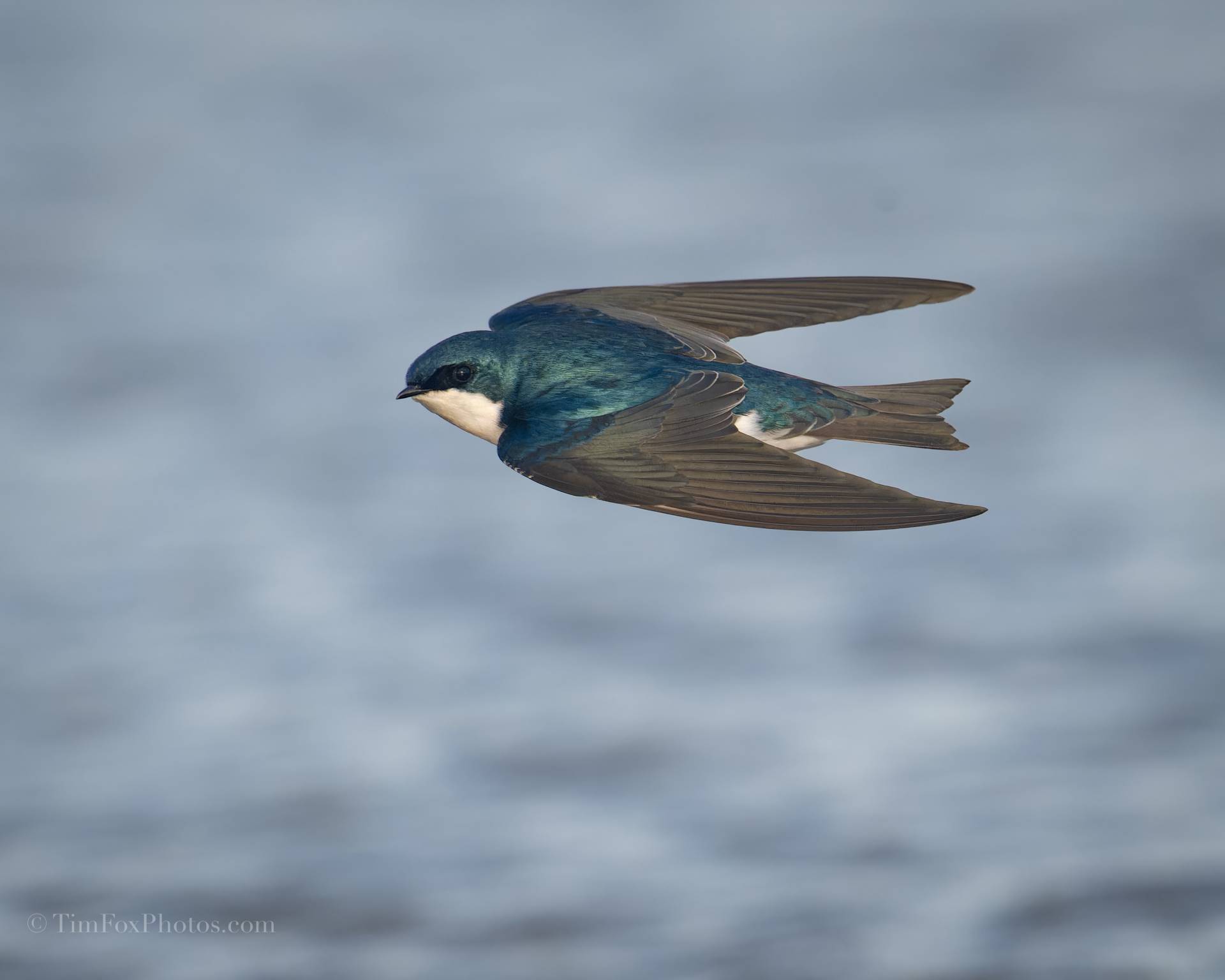 Tree Swallow