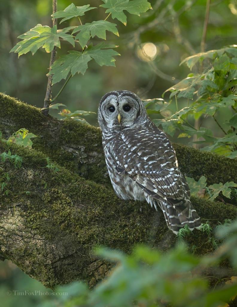 barred owl