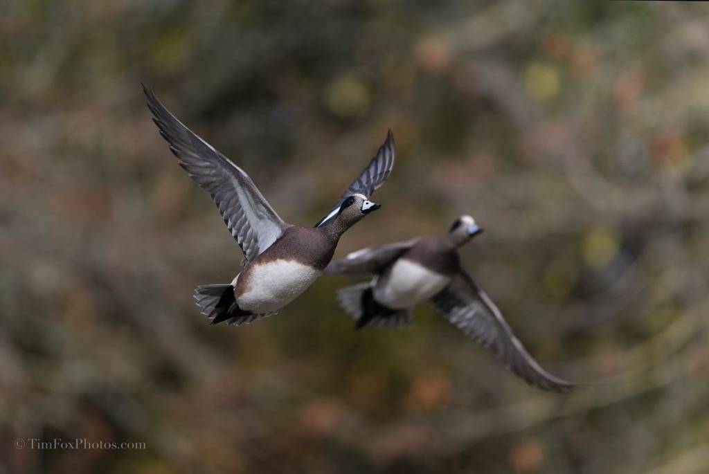 American Wigeon
