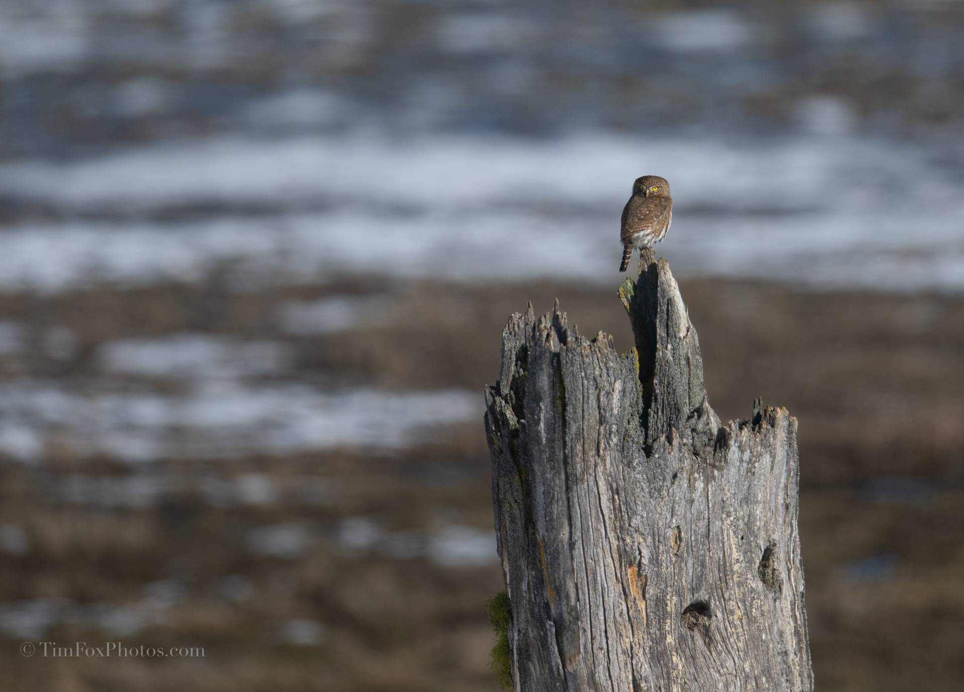 Northern Pygmy Owl