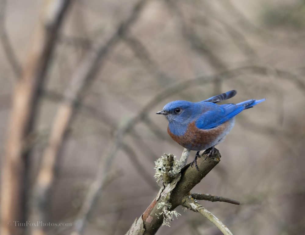 Male Western Bluebird