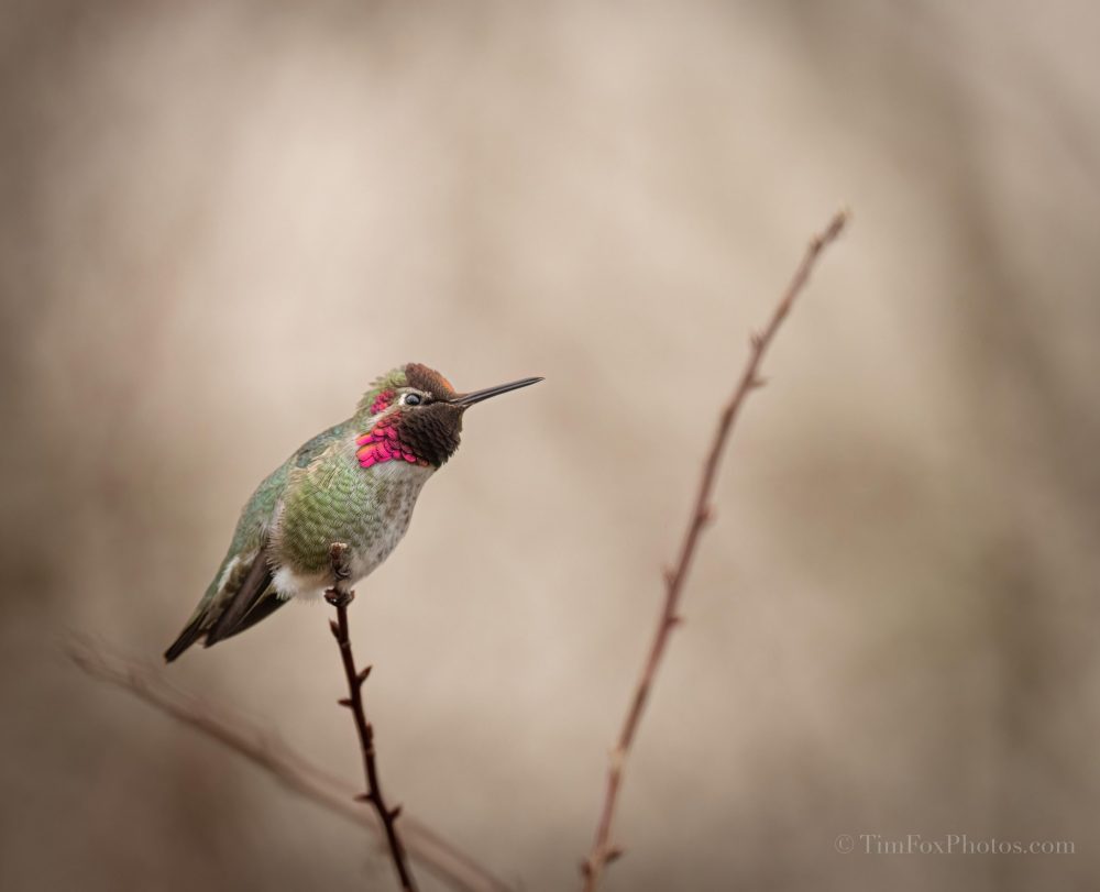 Anna's Hummingbird