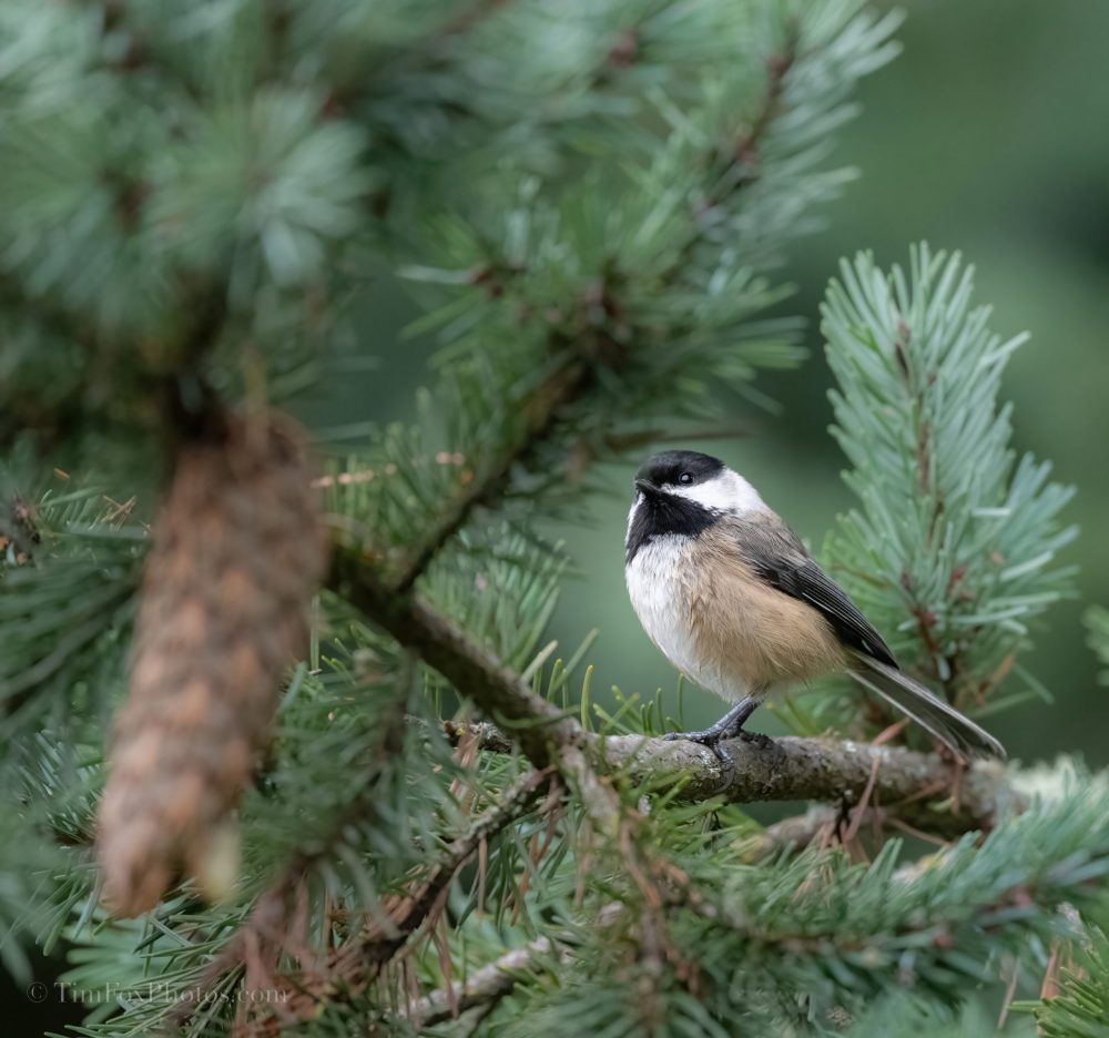 Black Capped Chickadee