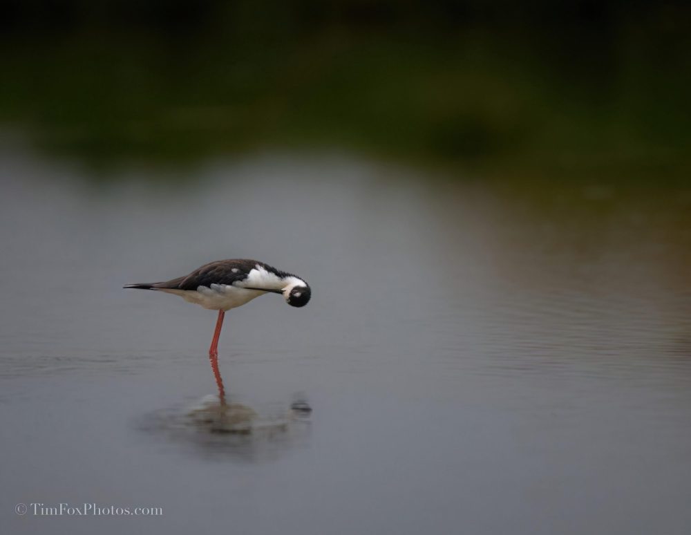 Black Necked Stilt