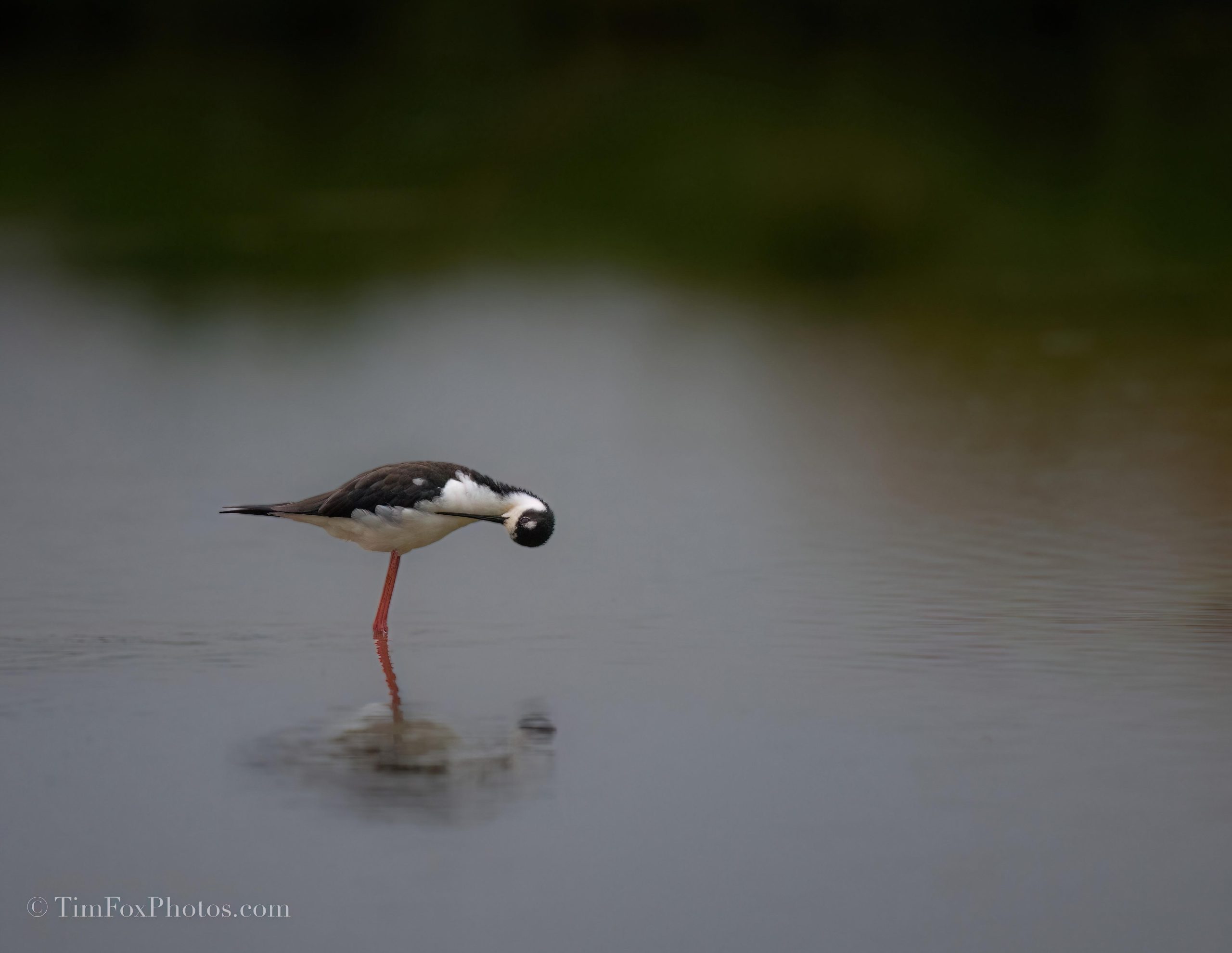 Black Necked Stilt