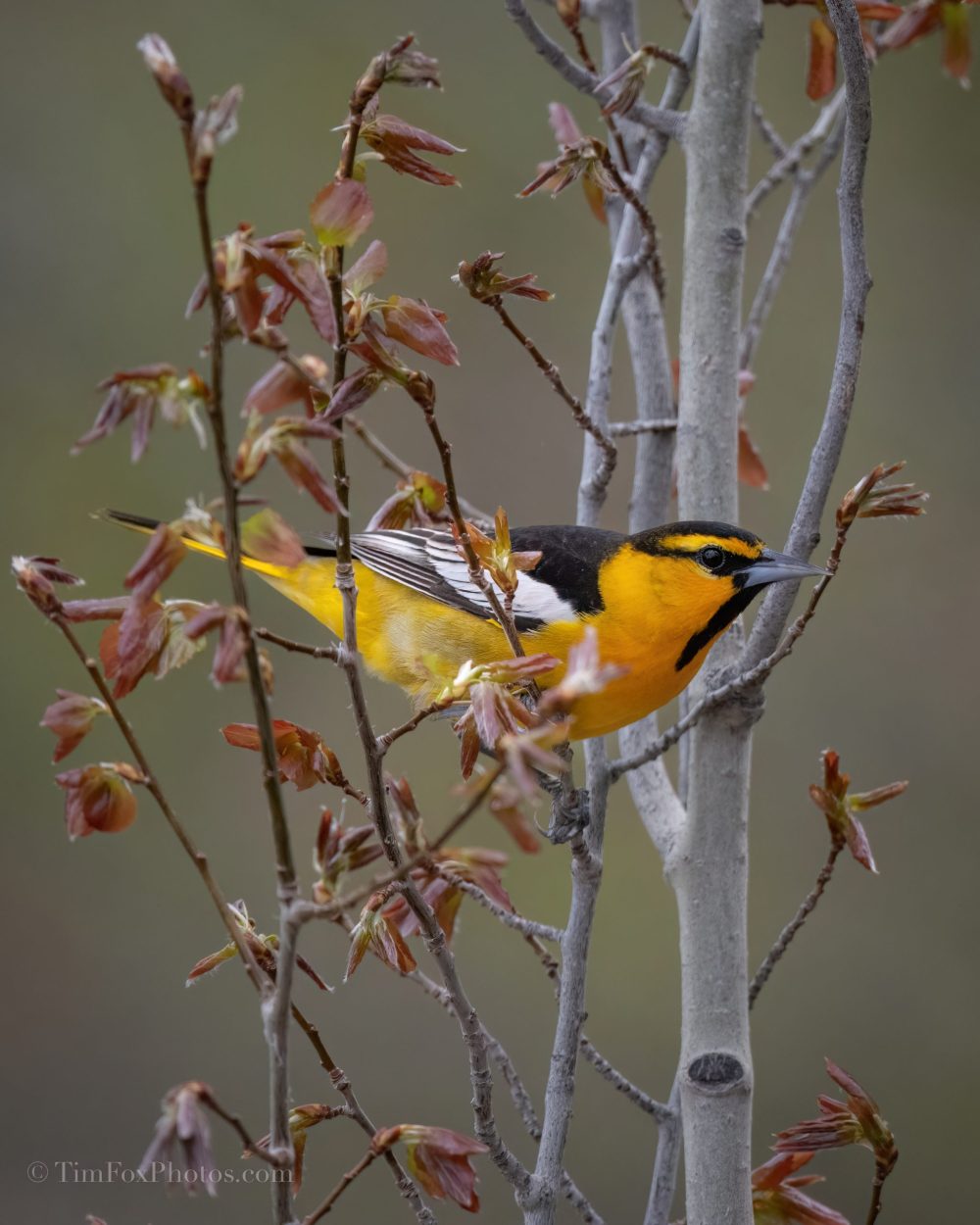 Bullock's Oriole