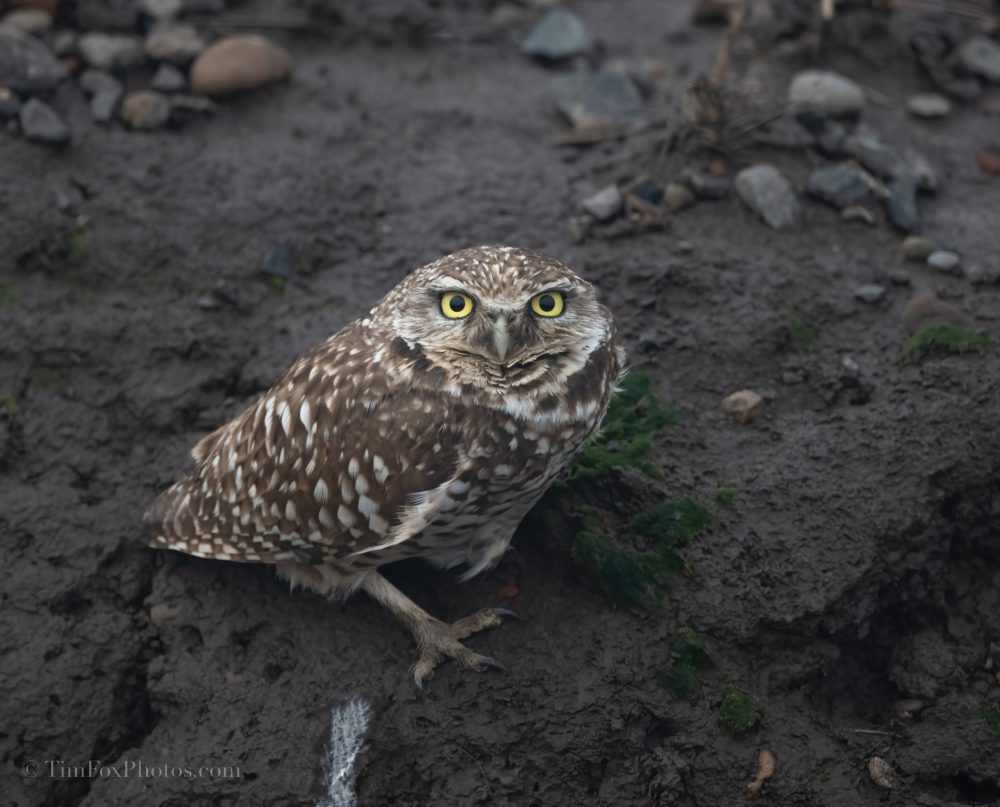 Burrowing Owl