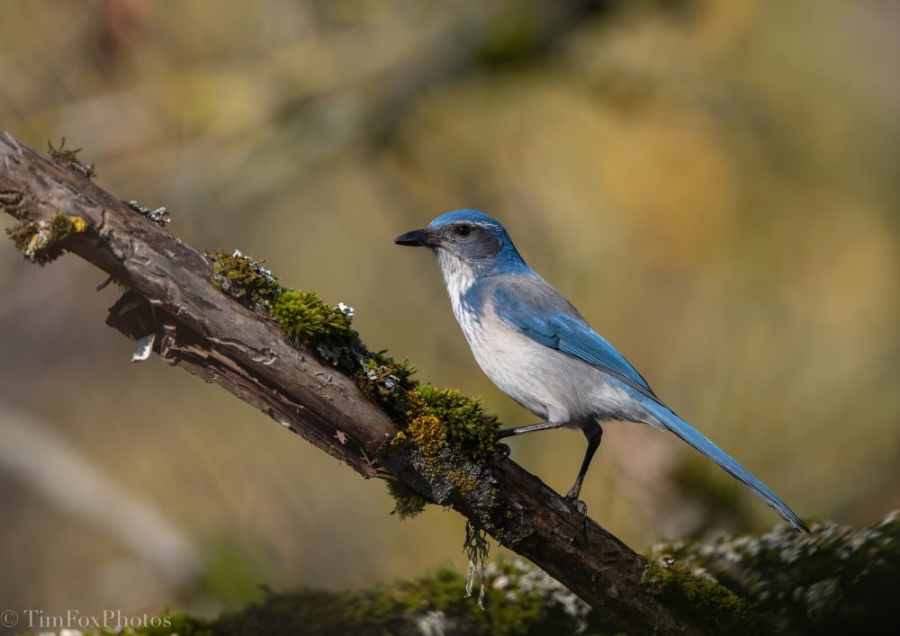 California Scrub Jay