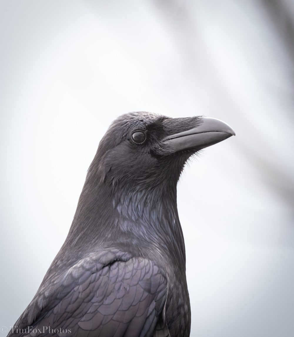 Common Raven