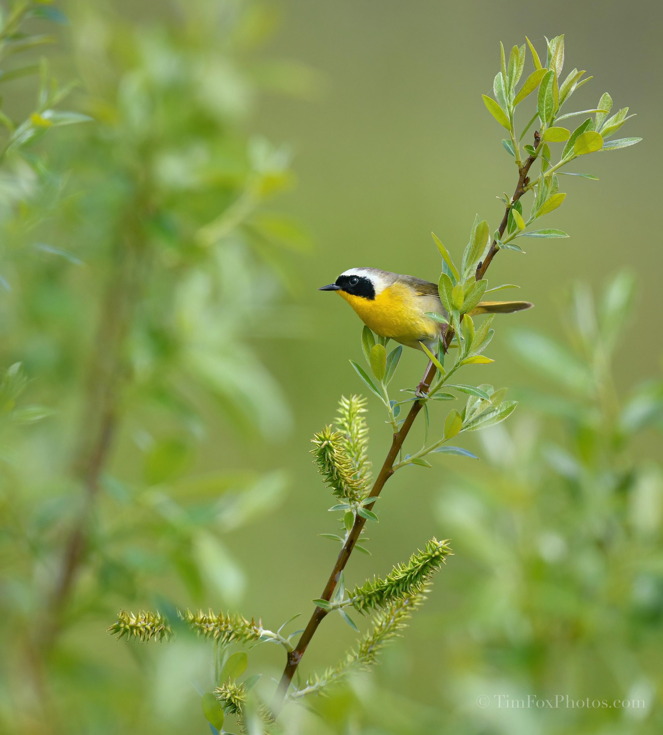 Common YellowThroat