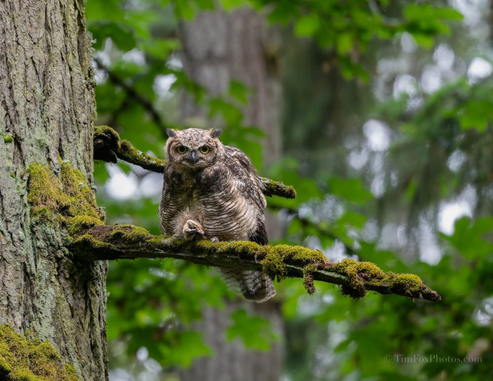 Great Horned Owl