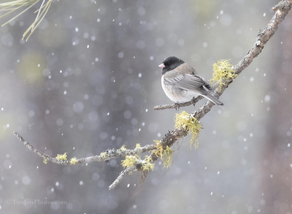 Dark-eyed Junco