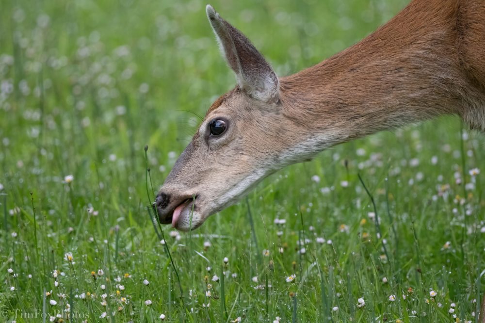 Deer