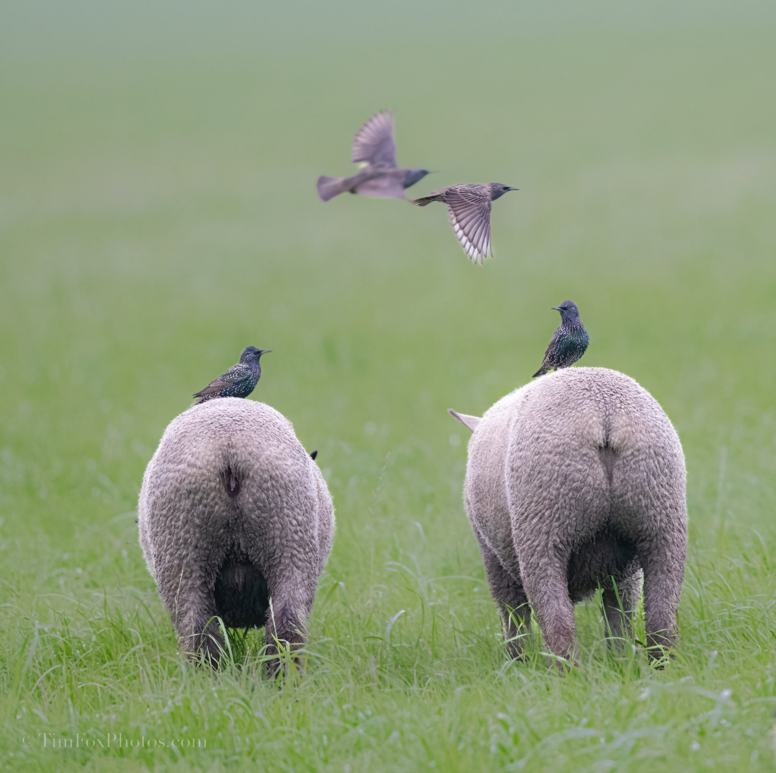 Europea Starling
