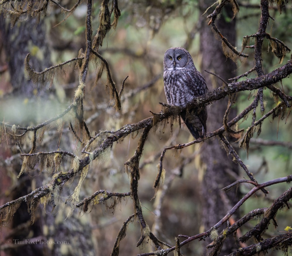Great Gray Owl