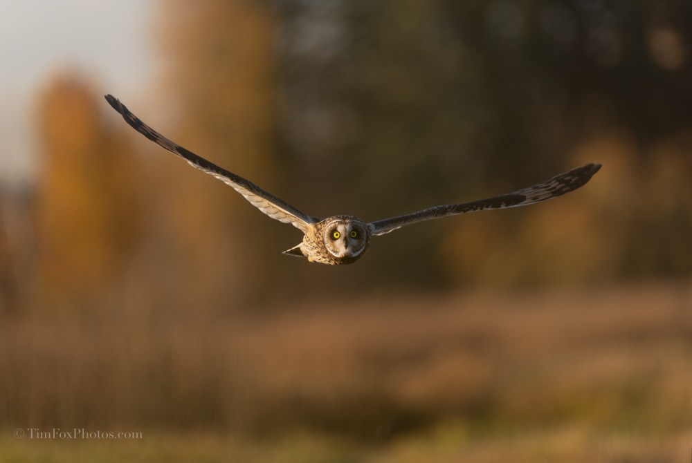 Short-eared Owl snar-Softness