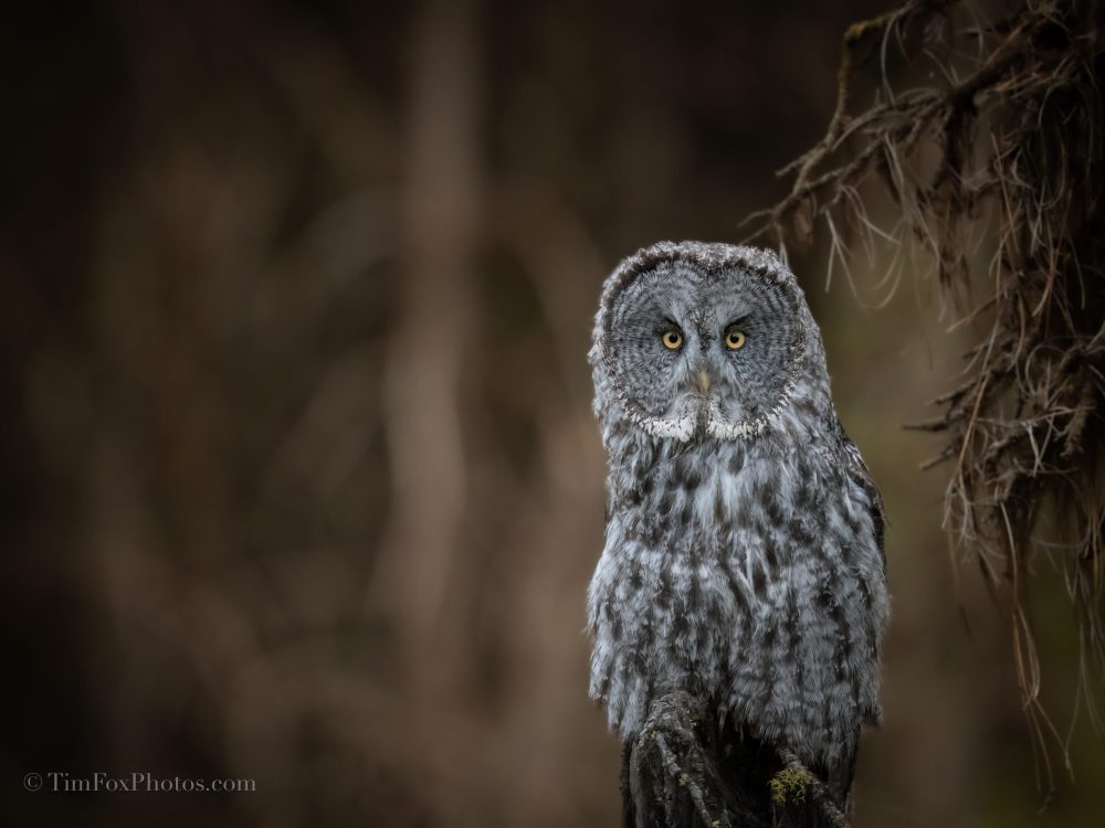 Great Gray Owl