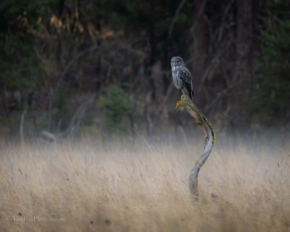 Great Gray Owl