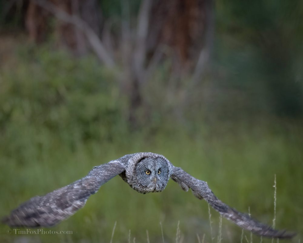 Great Gray Owl