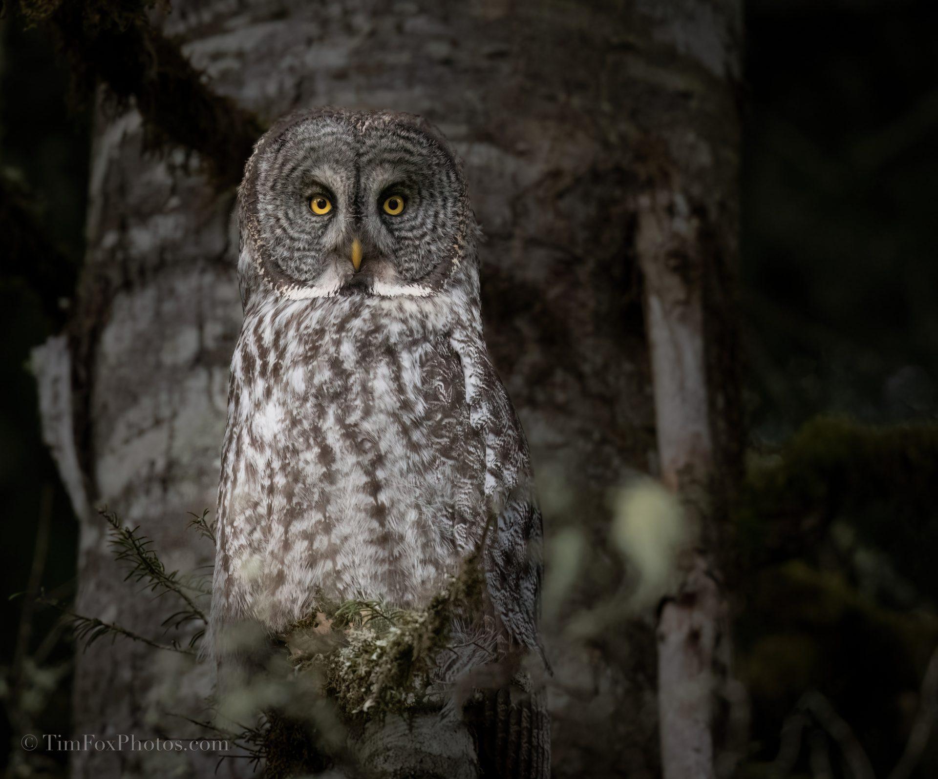 Great Gray Owl