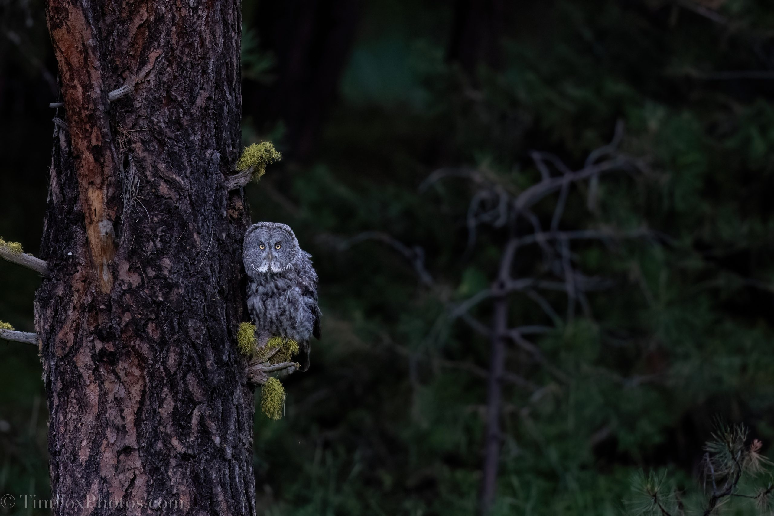 Great Gray Owl