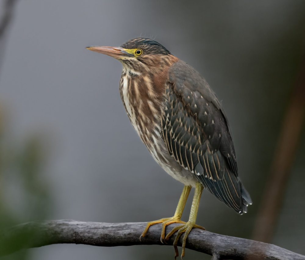 Green Heron