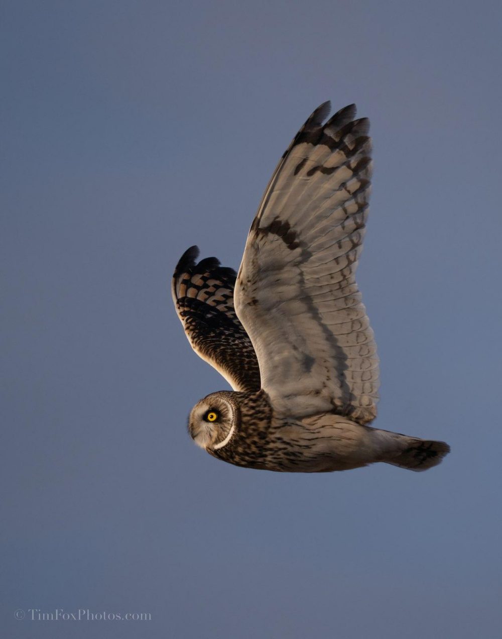 Short-Eared Owl