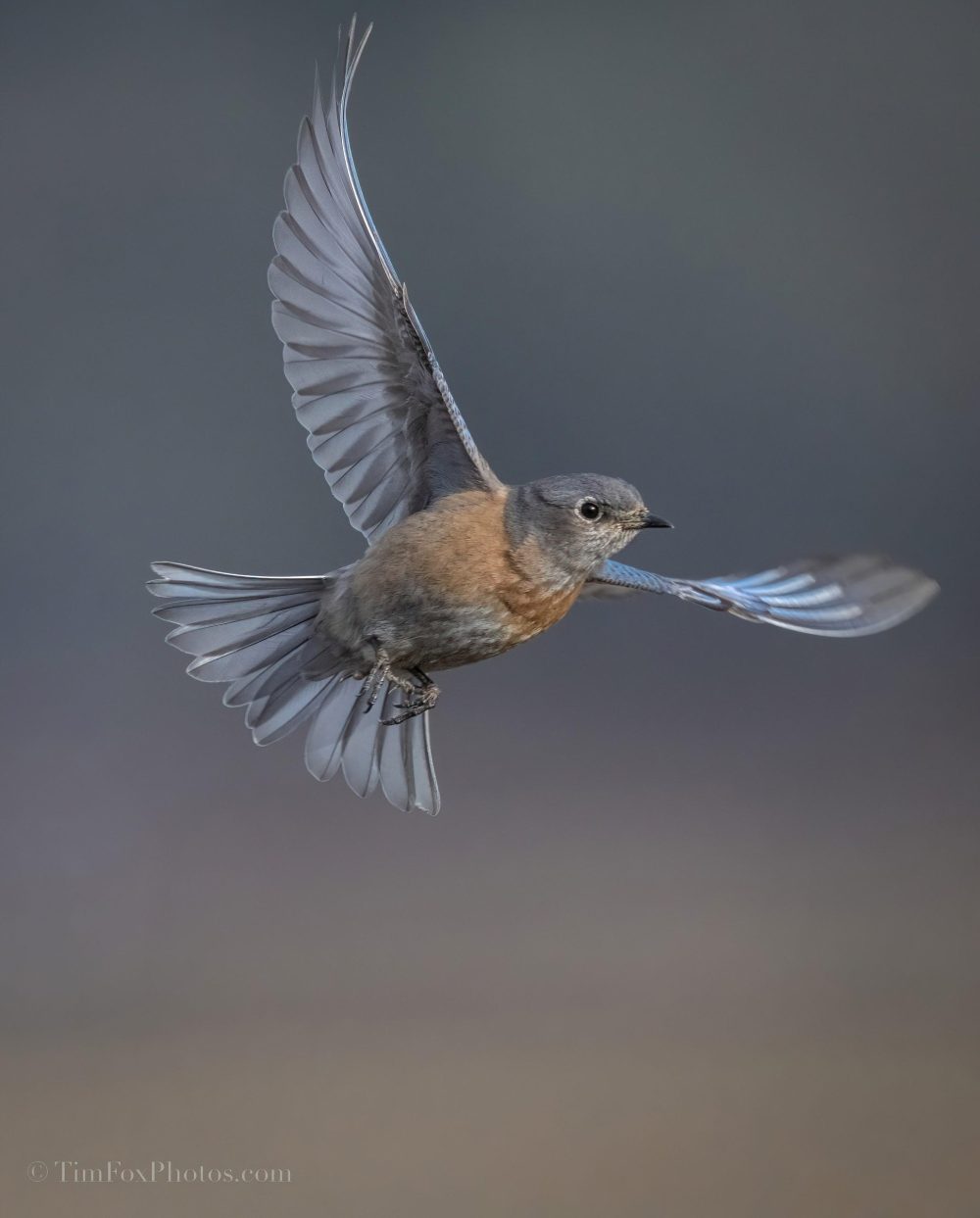 Western Bluebird