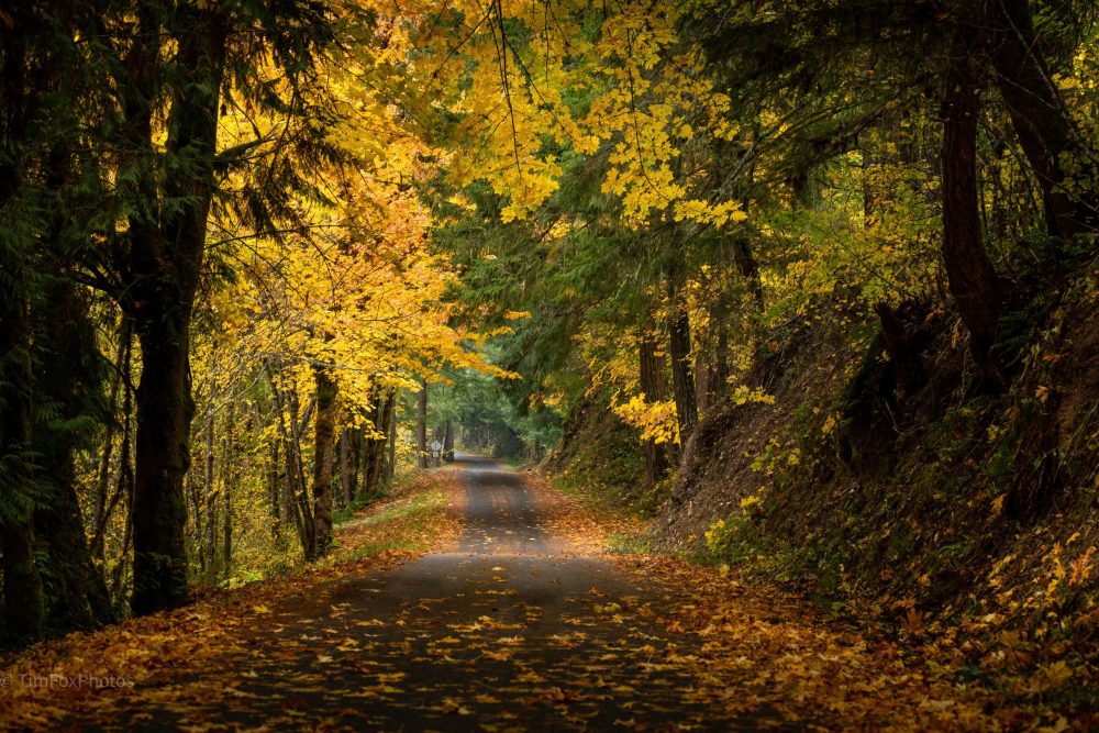 Landscape Lower Brice Creek