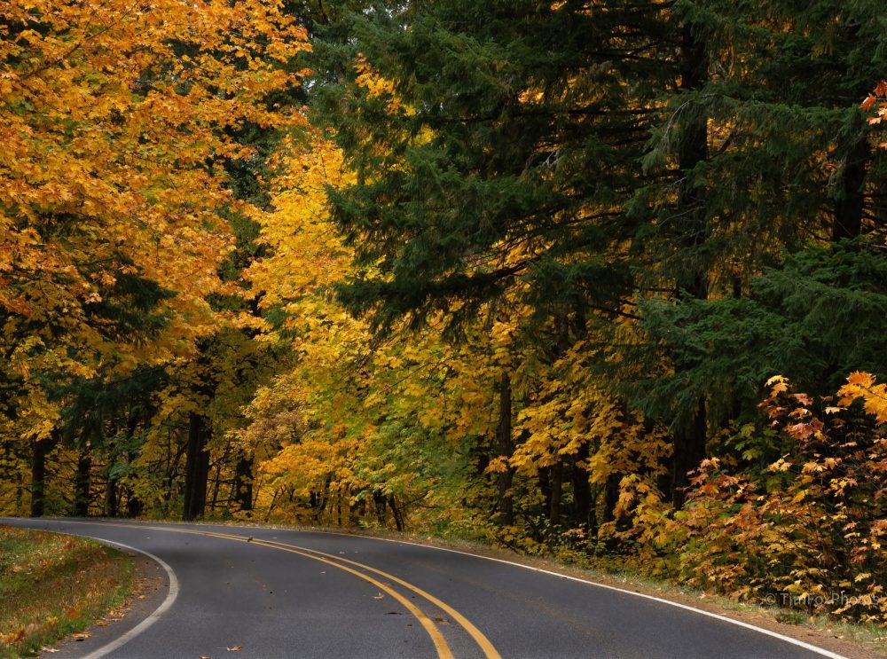 Landscape Lower Brice Creek