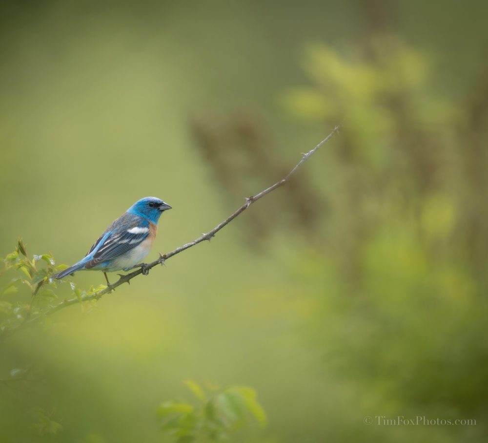 Lazuli Bunting
