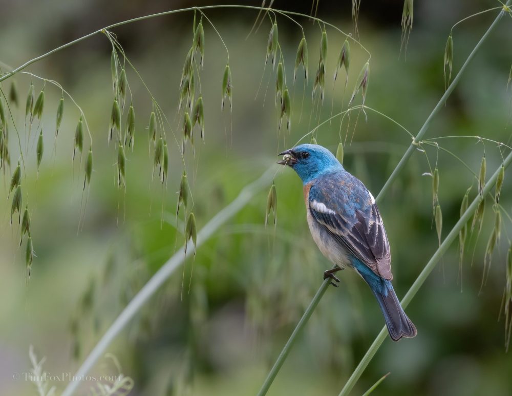 Lazuli Bunting
