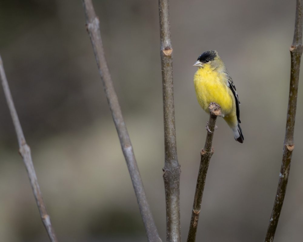 Lesser Goldfinch