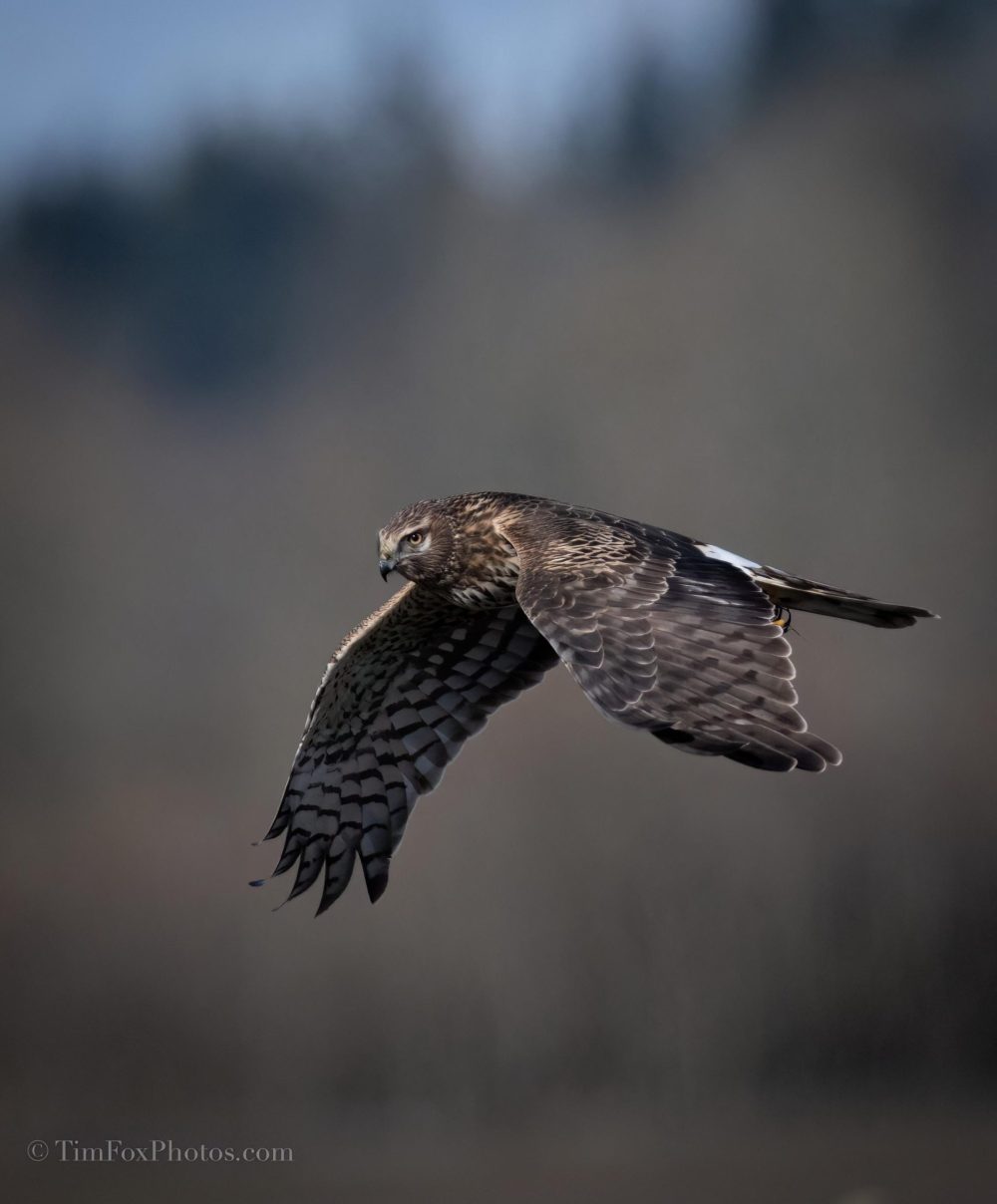 Northern Harrier