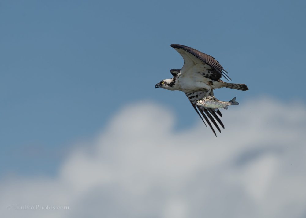 Osprey
