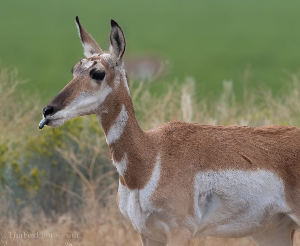 Pronghorn Antelope