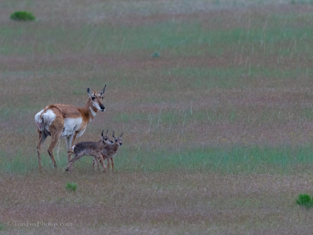 Pronghorn Antelope