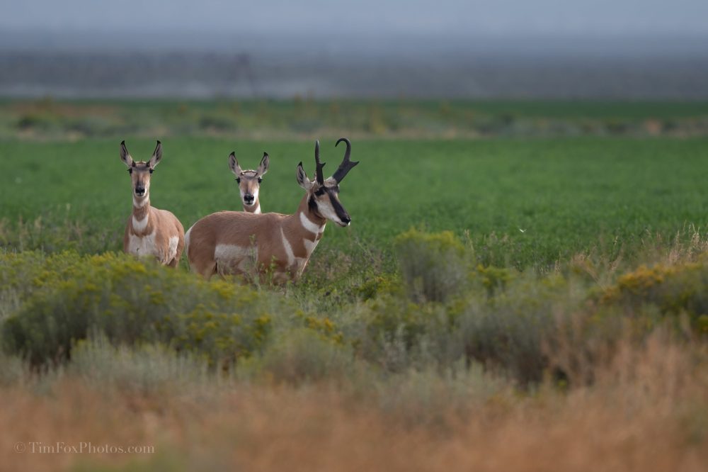 Pronghorn Antelope