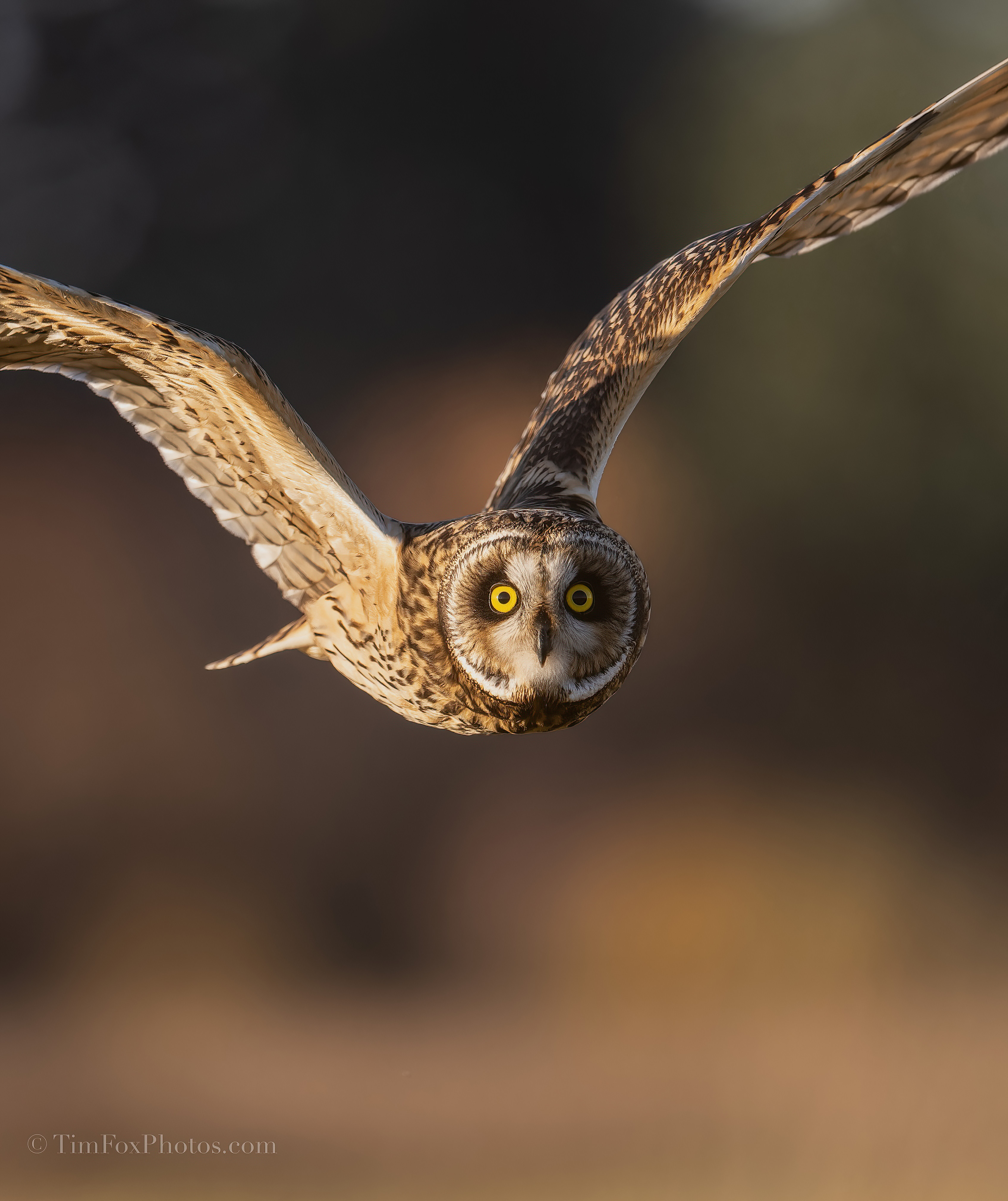 Short-eared Owl snar-Softness