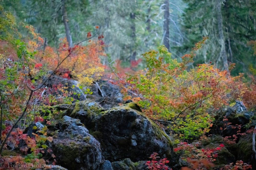 Upper Proxy Falls Trail fall colors