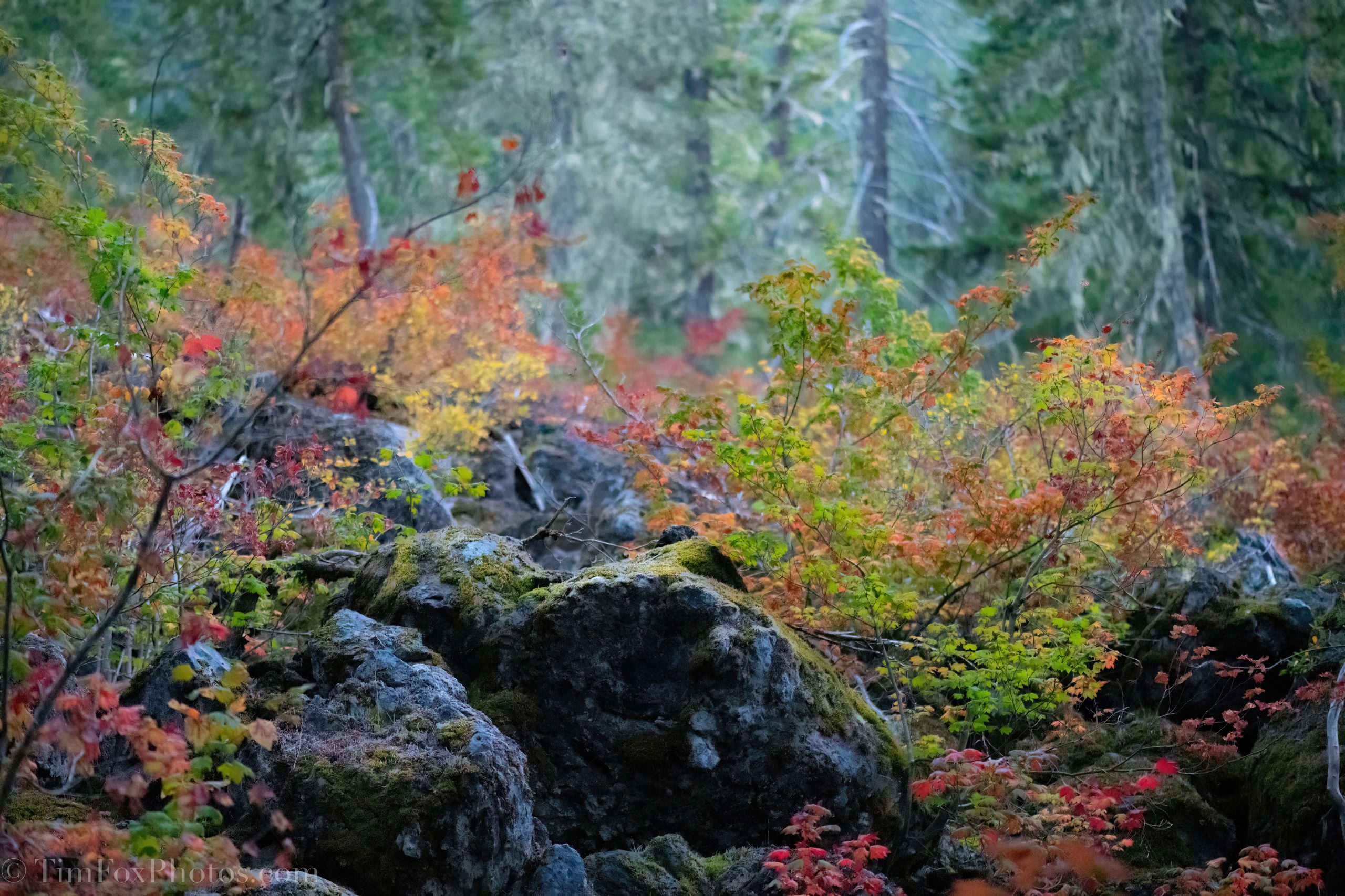 Upper Proxy Falls Trail fall colors
