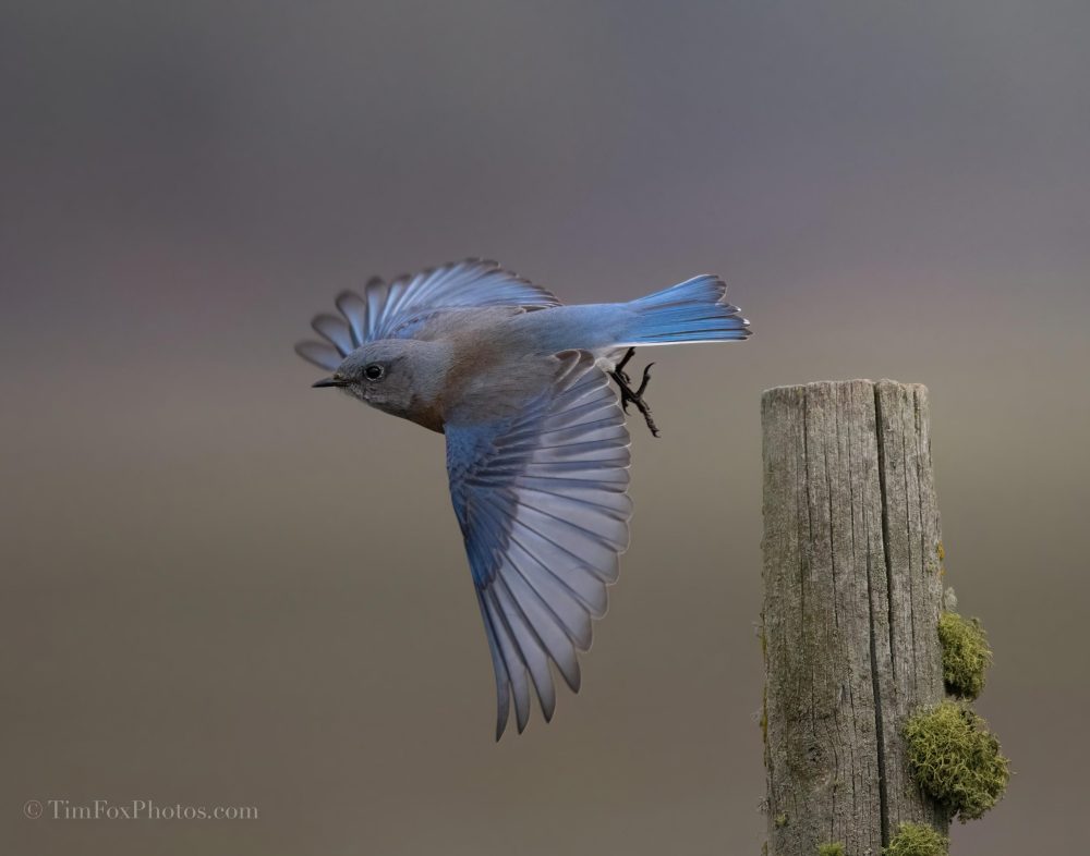 Western Bluebird