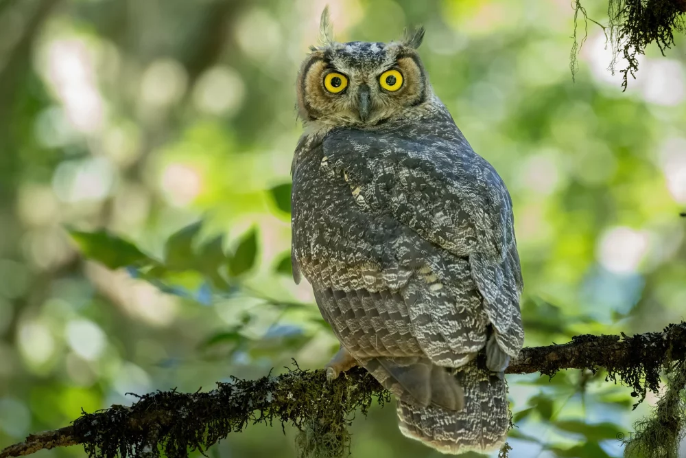 Great Horned Owl