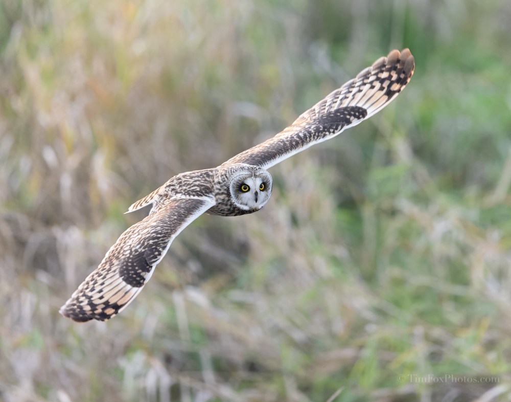 Great Gray Owl