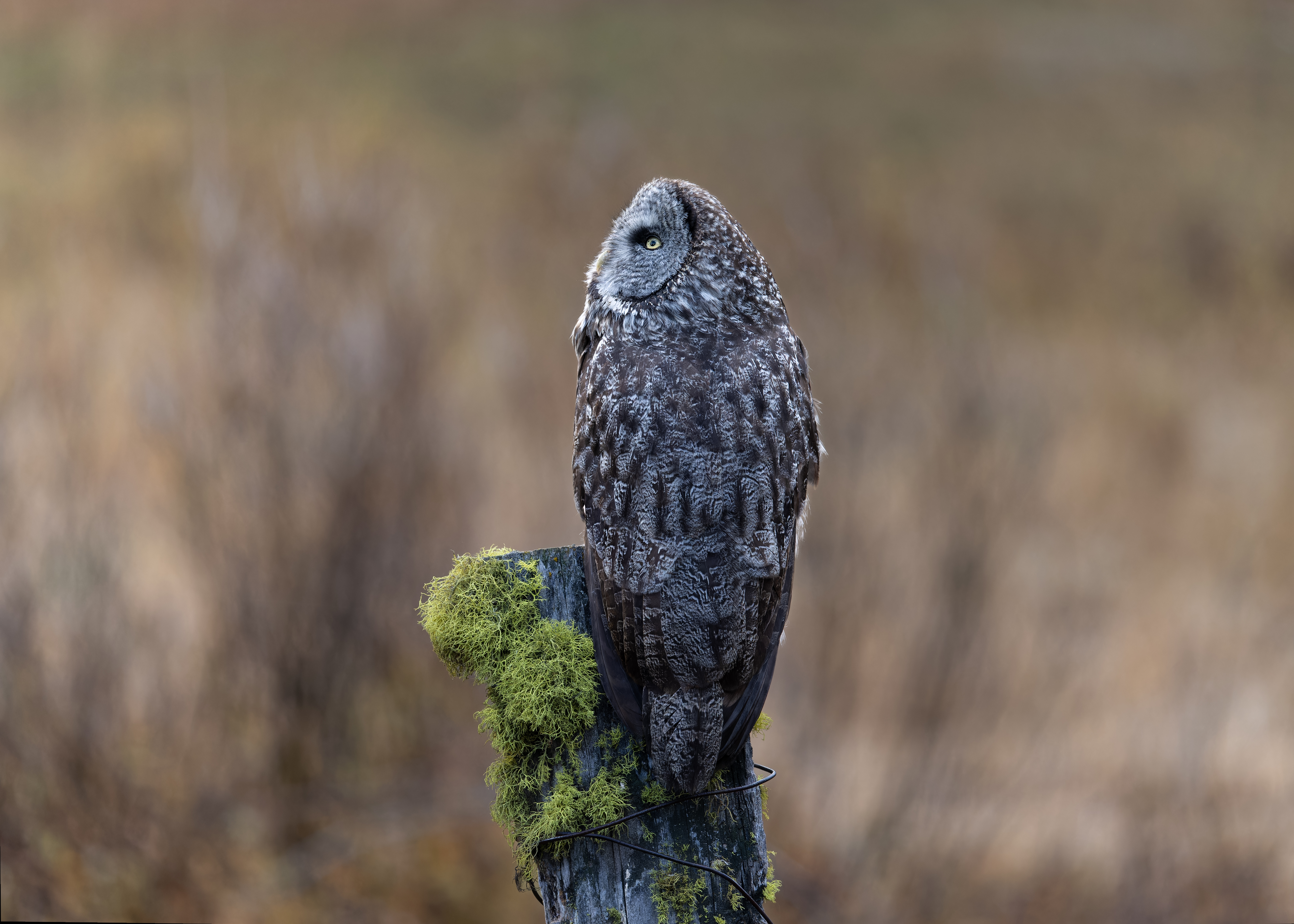 Owl