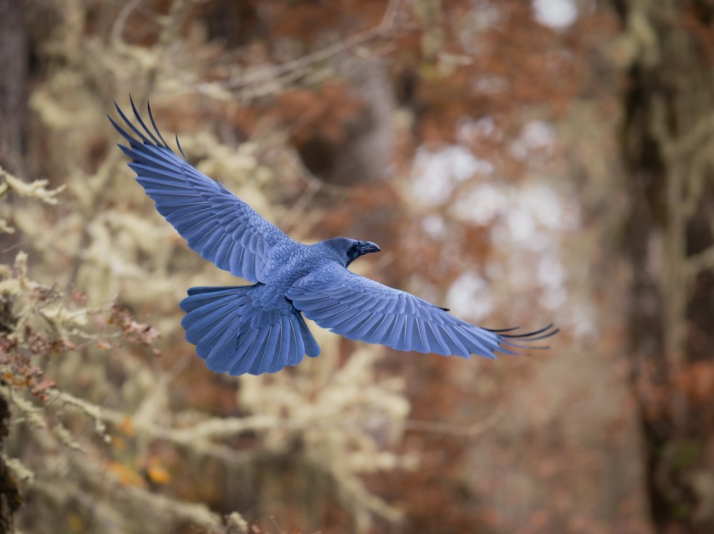 Blue Bird